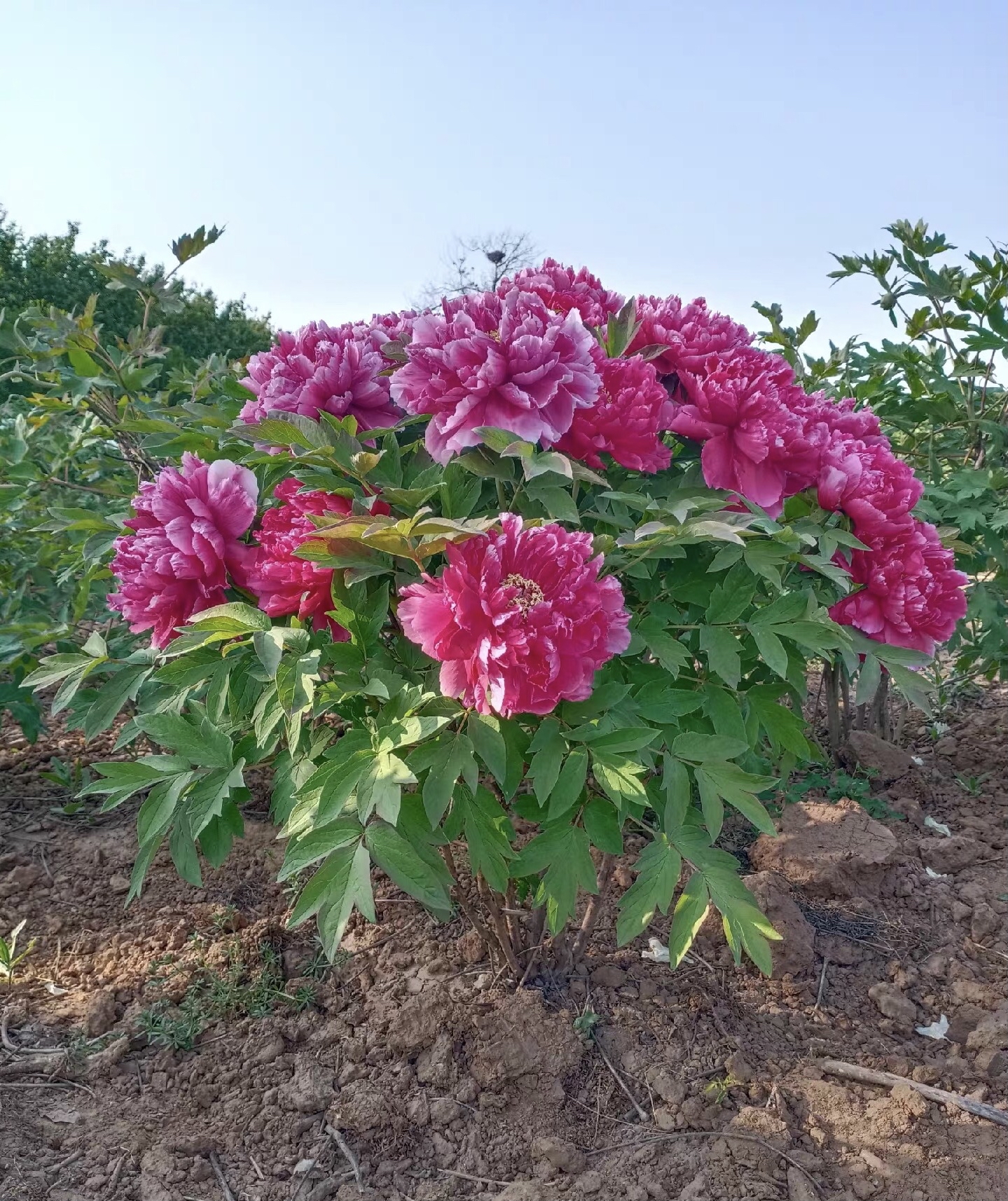 河南洛阳牡丹花会图片