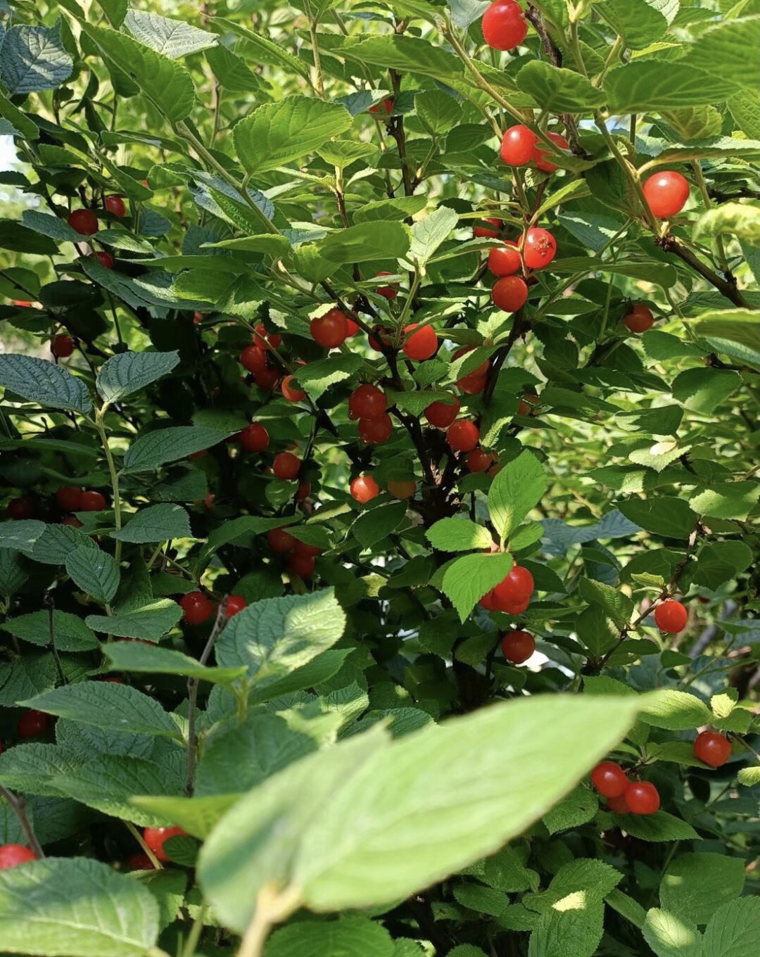 车厘子树花的图片图片