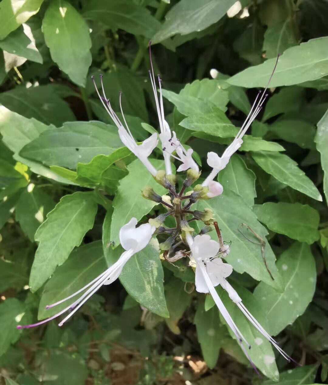 猫须草,因花朵长得像猫咪的胡须而得名,可以用来煎汤