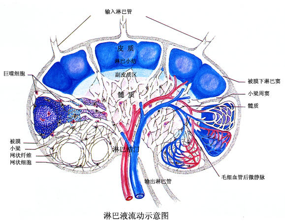 淋巴结的组织结构可以分为以下几个主要部分,以下是文字描述和结构图