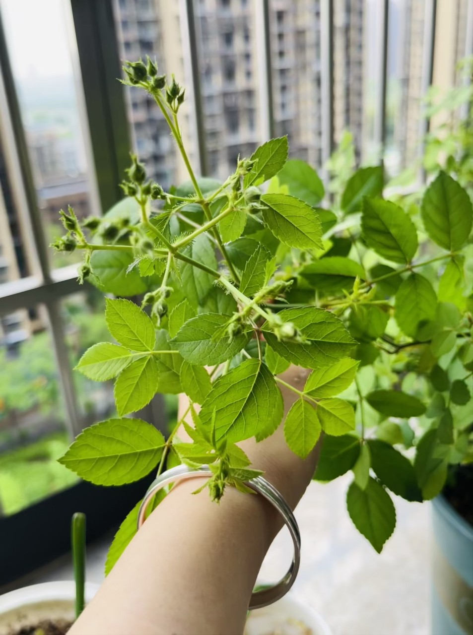 今日开心一二事: 1,我妈交付我的:洋葱,鱼腥草,紫苏,或水培或士培都