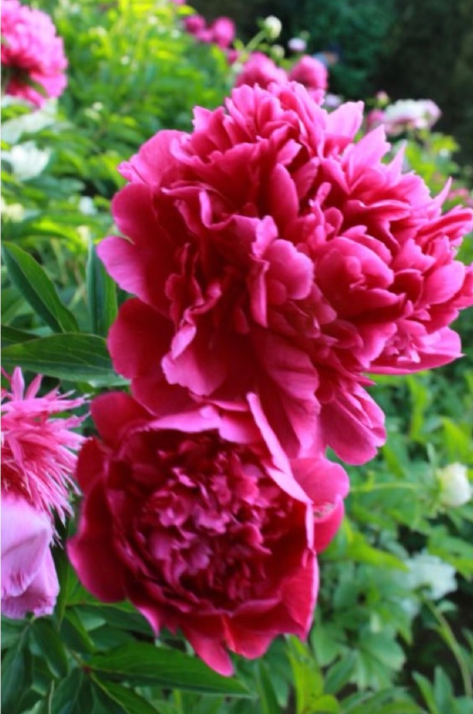 对这美美的重瓣芍药花,我真的爱死了!