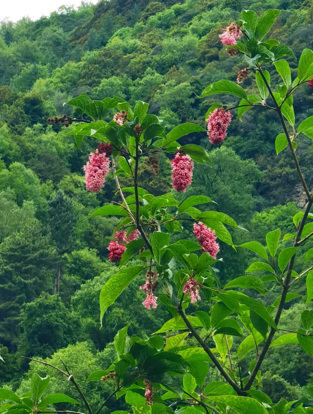 秦岭丁香图片