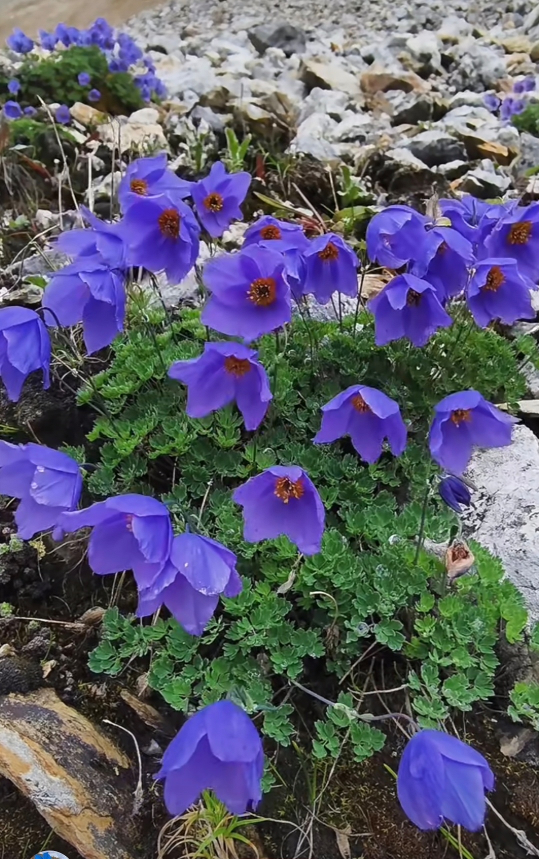 拟耧斗菜生长在海拔五干米流石滩的高岭之上,在严酷的高原环境开出最