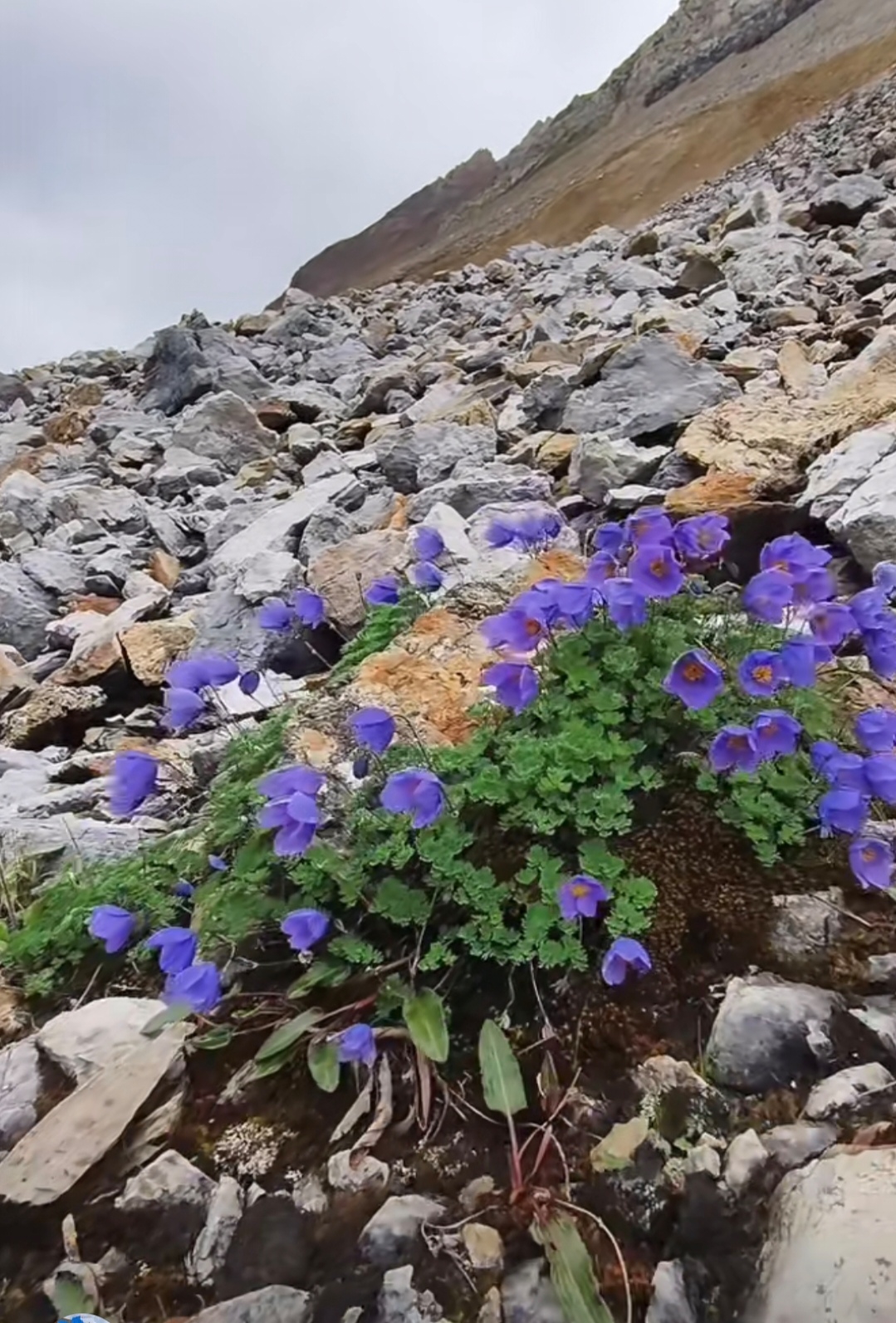 今天最后分享一下一种极其珍贵的高原植物,高岭之花--拟耧斗菜.