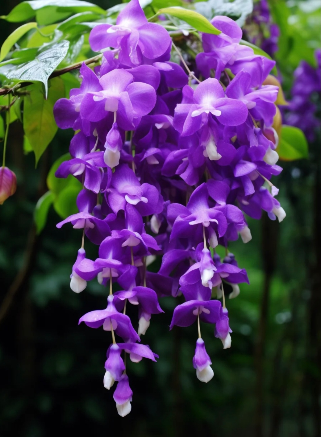 这是哥斯达黎加的国花,是一种美丽的紫色兰花,具有炽热的蓝紫色.