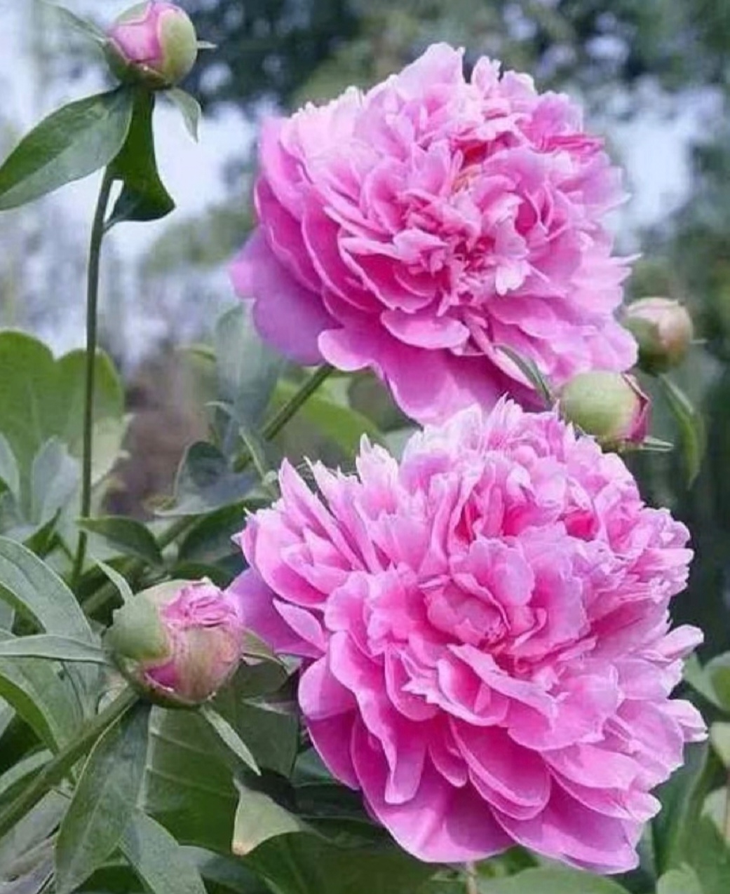 对这美美的重瓣芍药花,我真的爱死了!