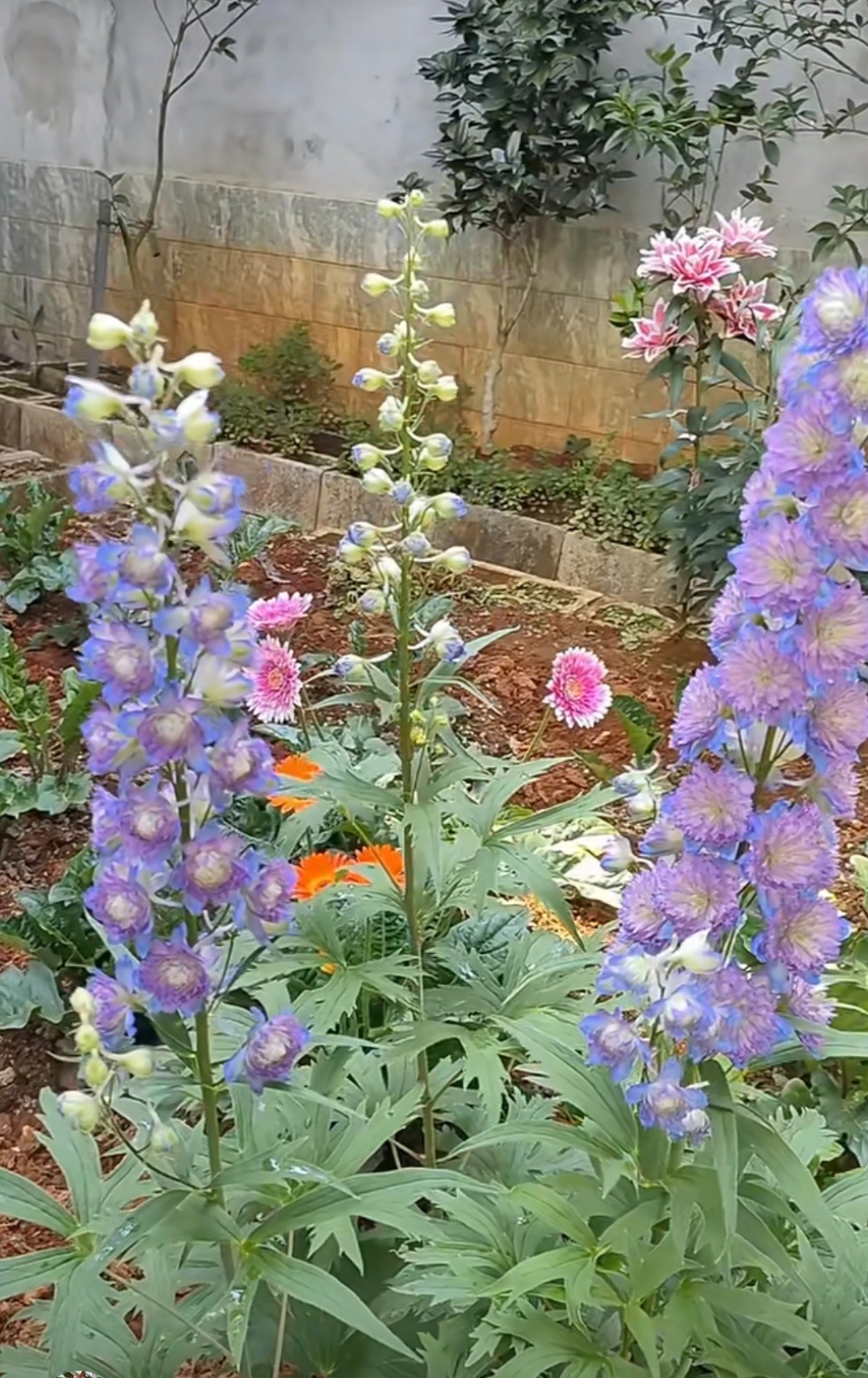 各位亲爱的帅哥美女看官大人们早上好呀!