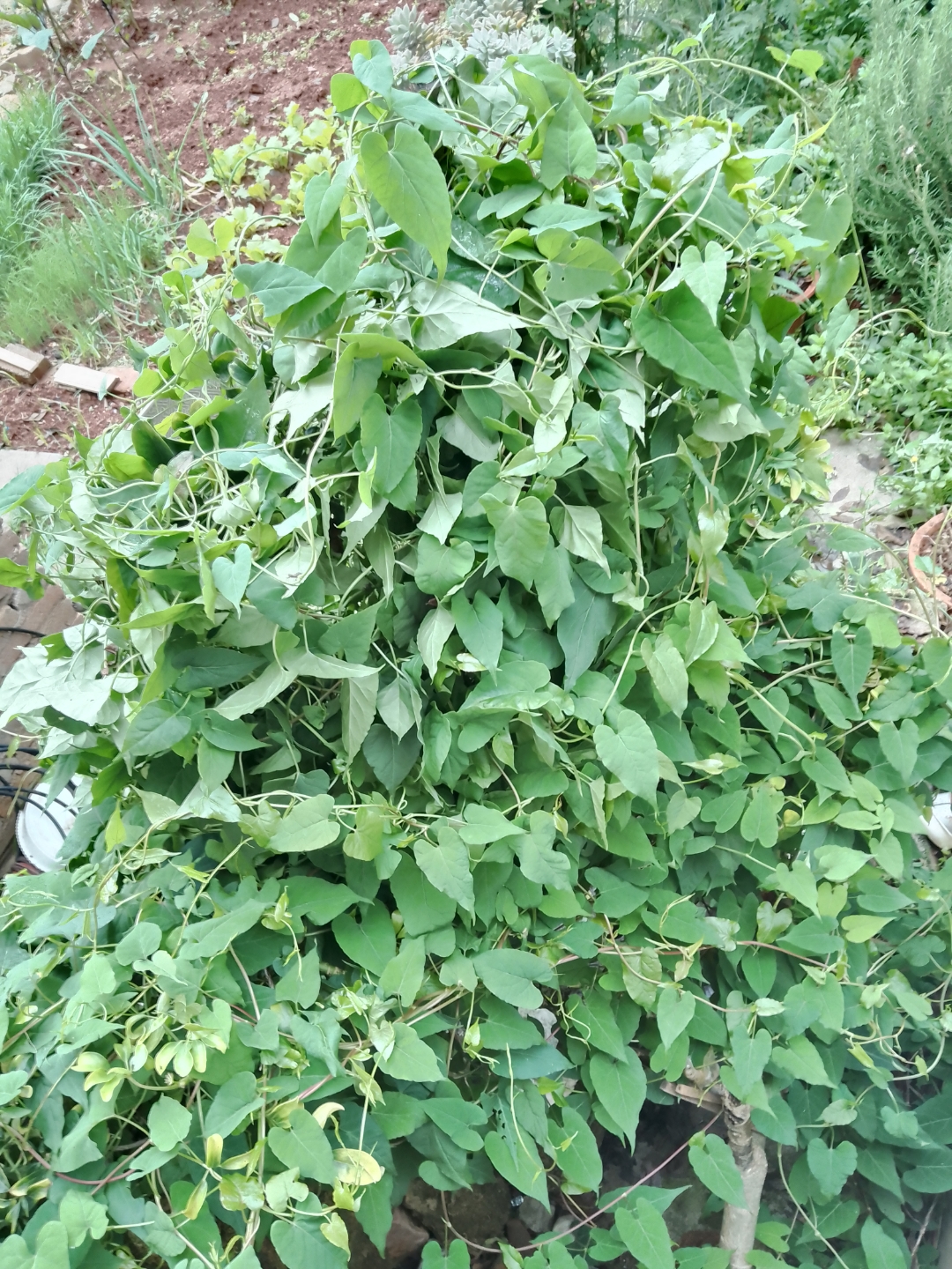 这堆"夜交藤"绿叶植物长得真好,看着就新鲜～～～七绝夜交藤～ 藤缠夜