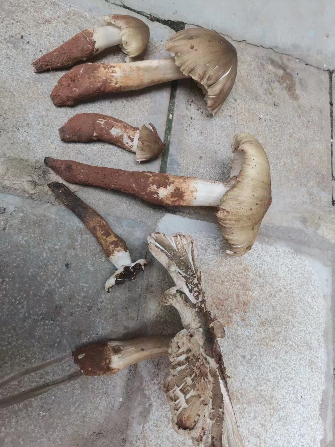 又到一年拾菌季,山珍大丰收,一碗煮炒炖烧汤,满满云南人的爱