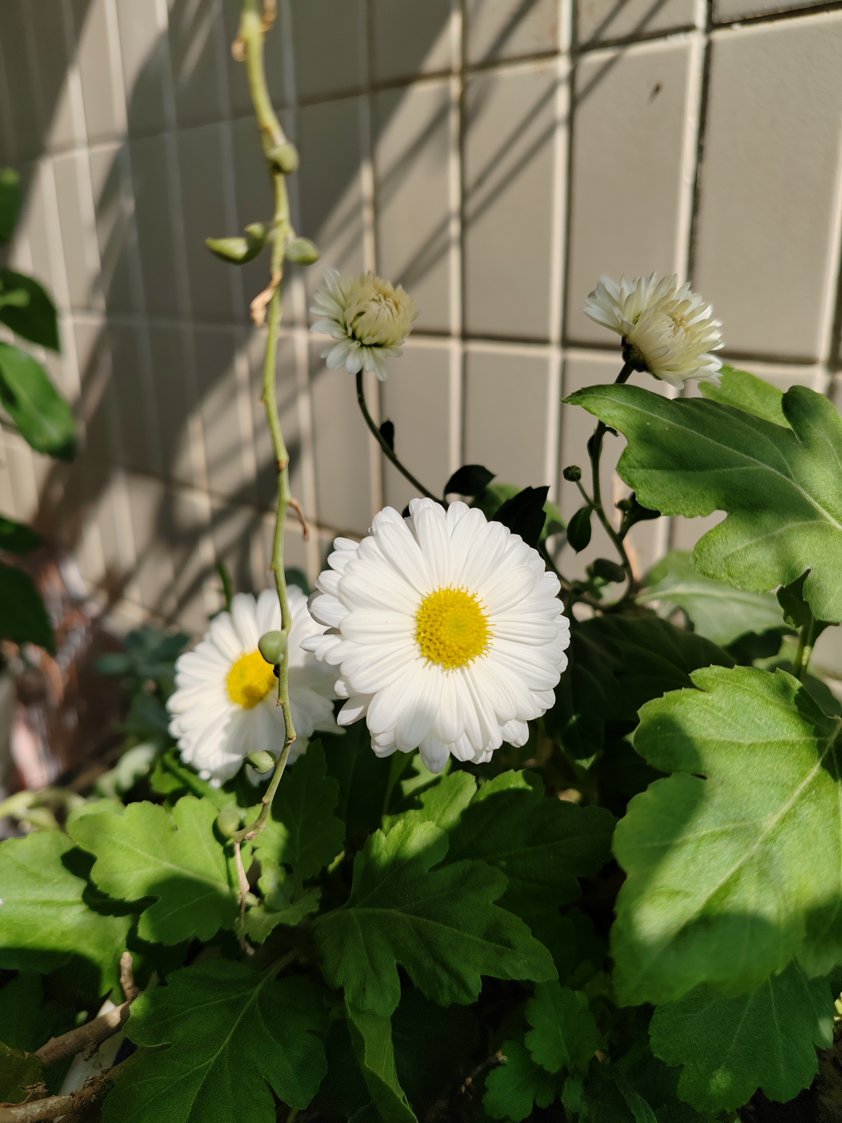 阳台种植的杭白菊