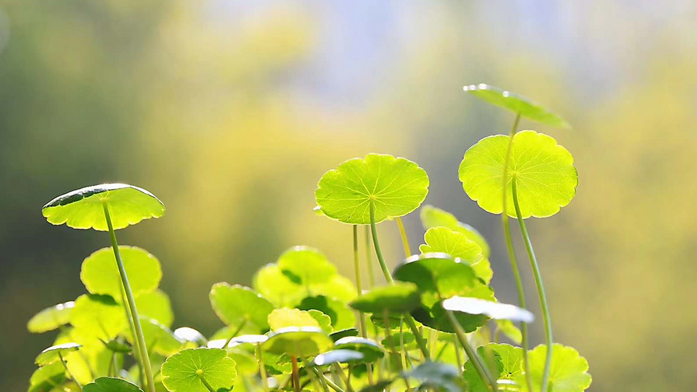 愿你知性简单,安静淡然,优雅幸福.