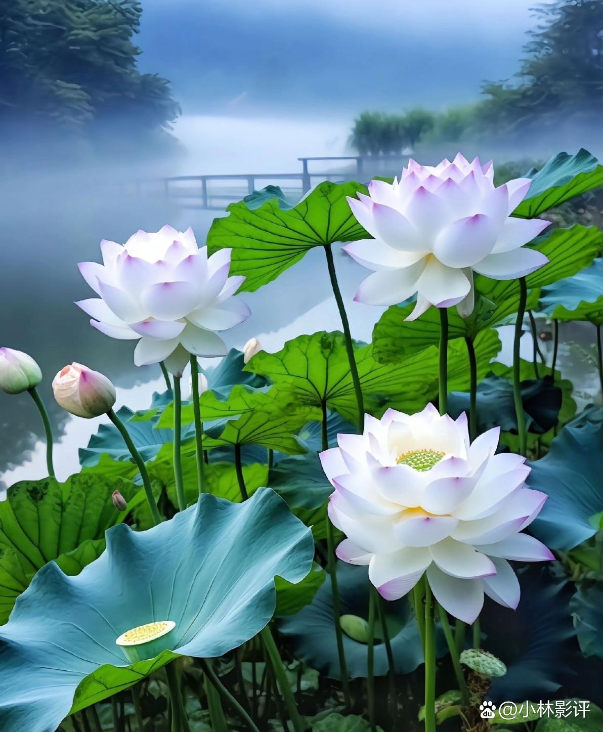 莲池海会愿相逢!拿摩阿弥陀佛!