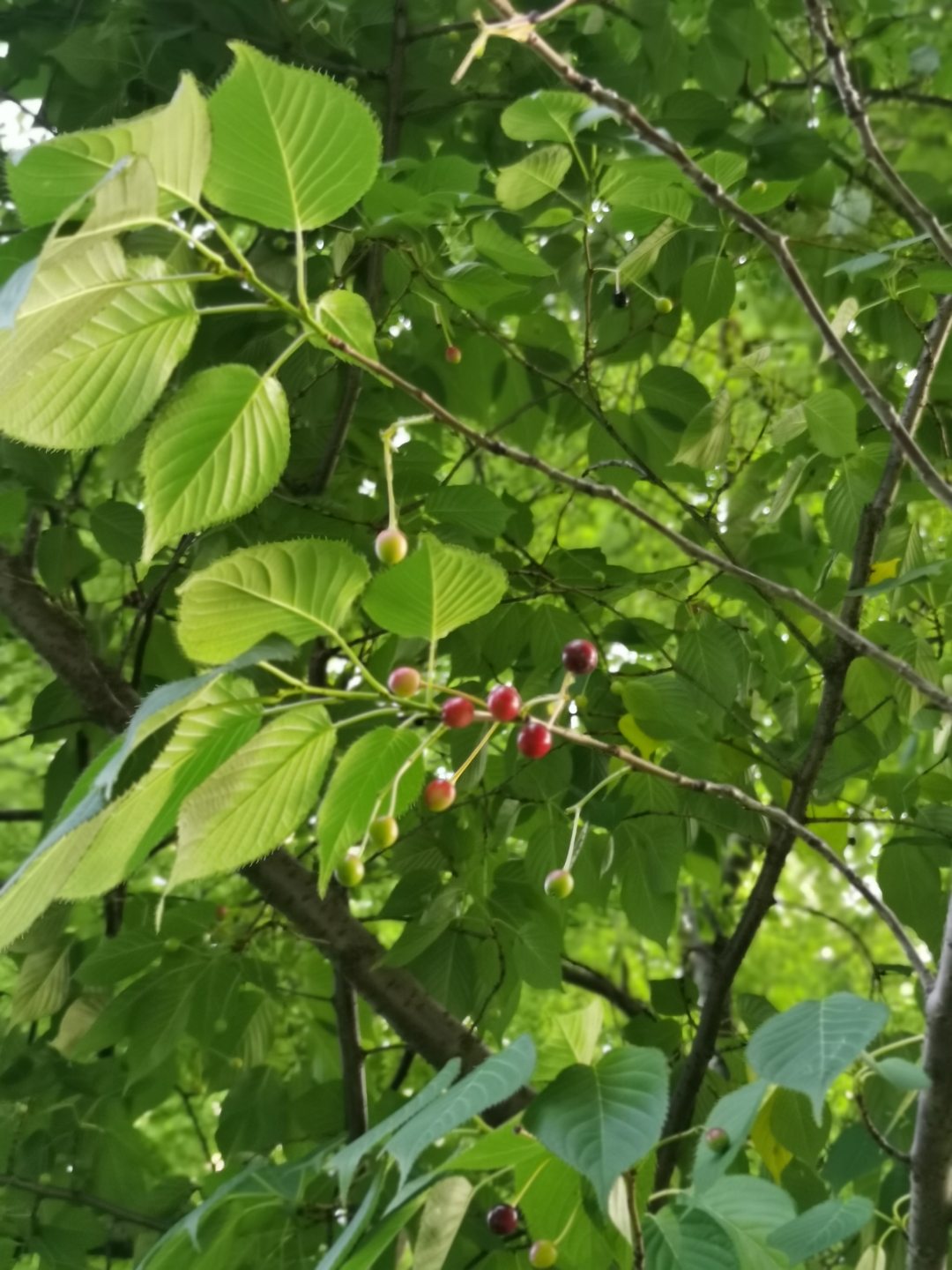 山樱花的果实图片图片