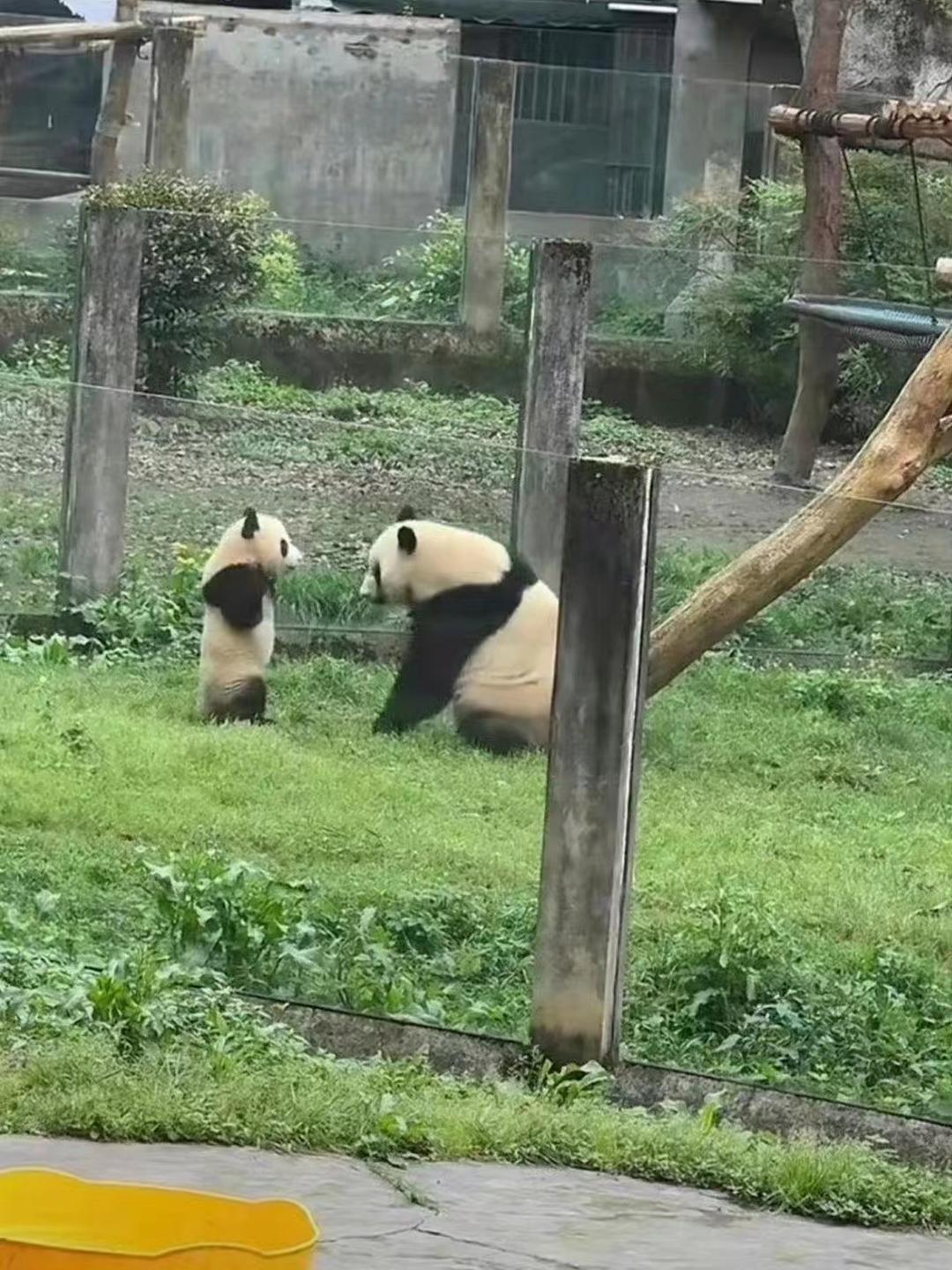 看这个可爱的小熊猫双手叉腰是不是要跟妈妈对着干呀,小熊猫犯了错
