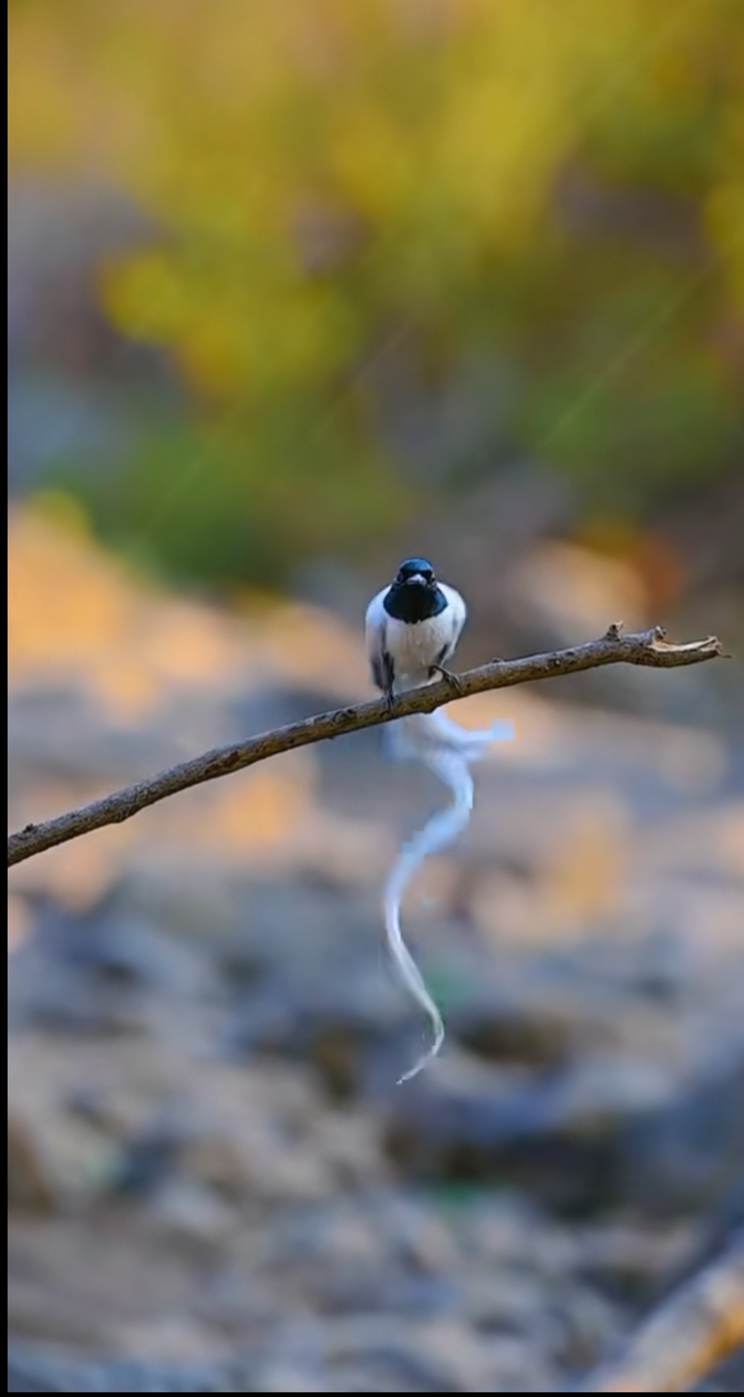 这只完美的秀美的鸟太不容易了,拍摄者追随者也辛苦