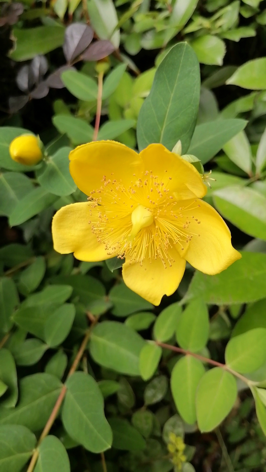 金丝桃花  见过金丝鸟,金丝猴,金丝楠,再来看看金丝桃花,是不是很美啊