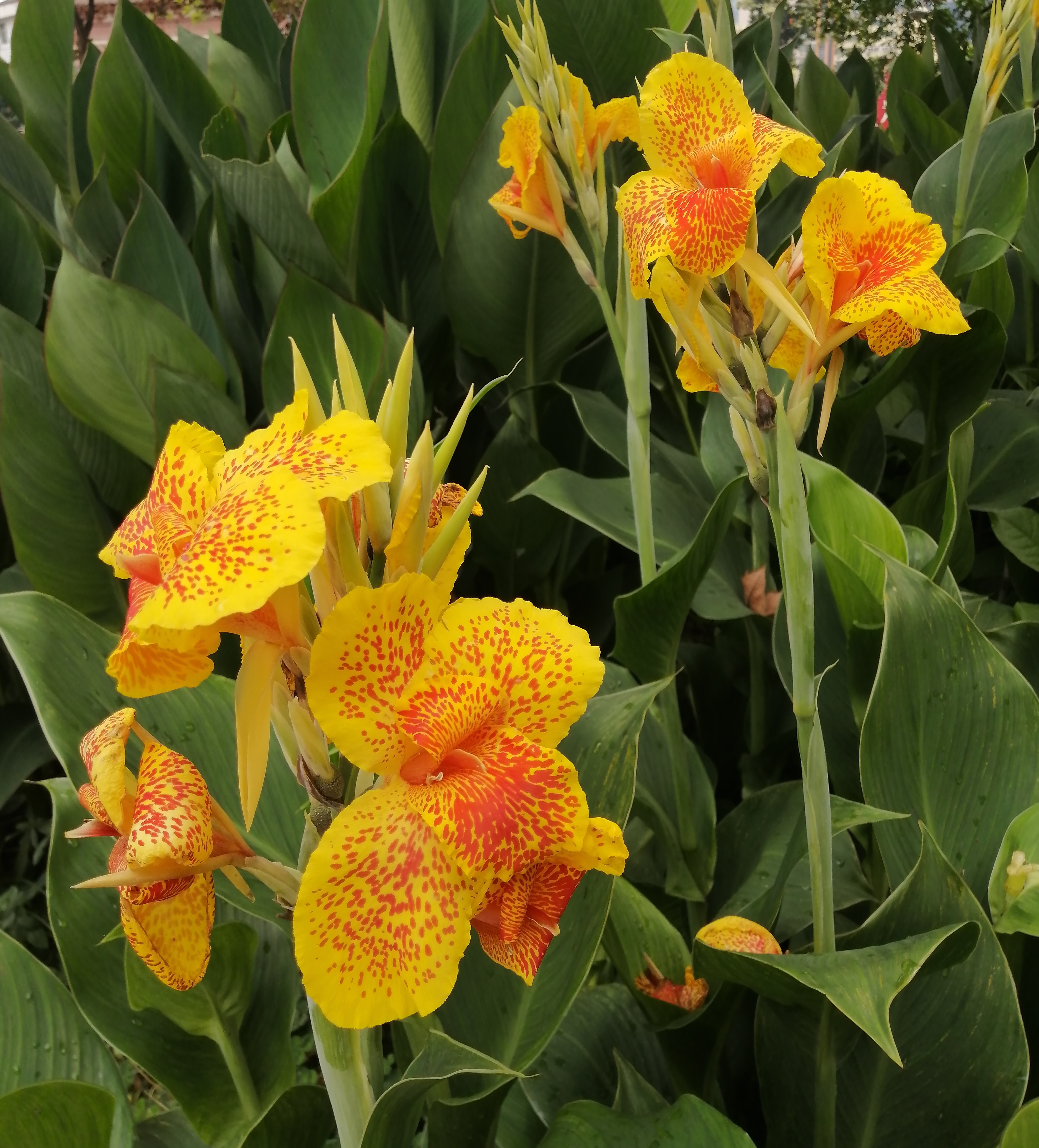 美人蕉的确美,让你一次看个够