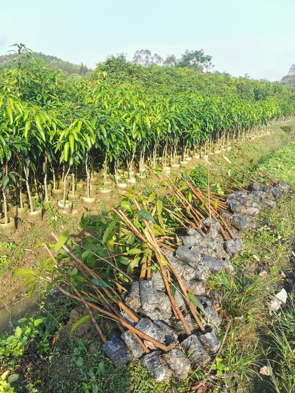 大量供应各种芒果苗,欢迎实地考察订购,谢谢!