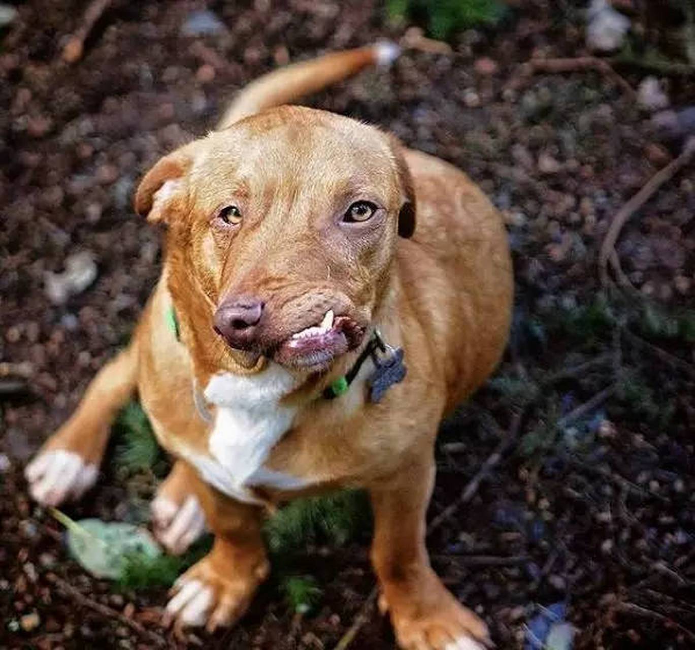 狗子天生畸形,主人长期虐待最后还要把它安乐死.你怎么看?