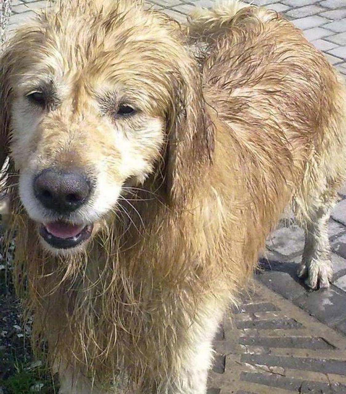 这只狗子太懂事了不愧是主人的好帮手,下雨了冒雨给主人送伞!
