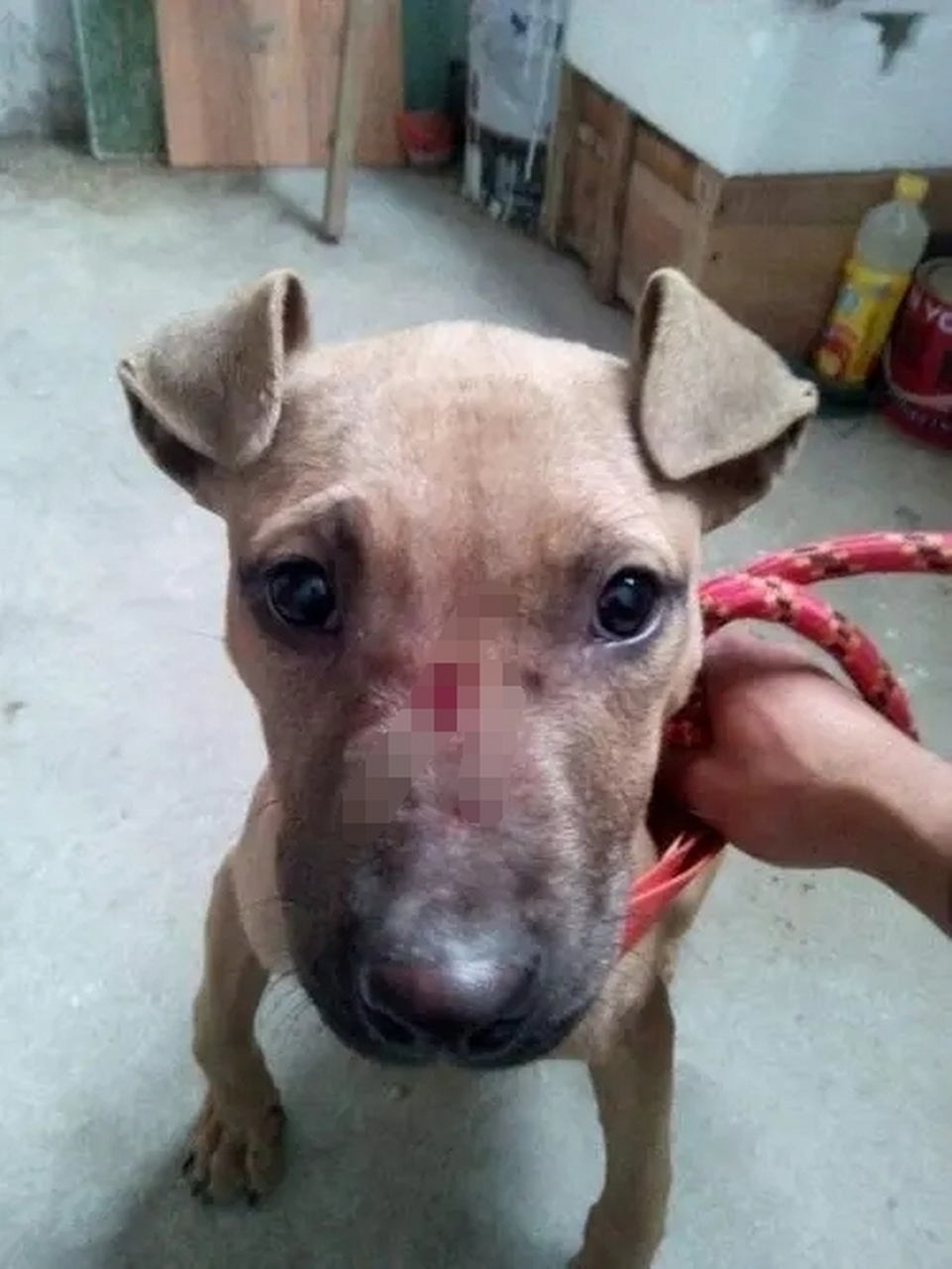 狗子咬你一口你咬狗子一口,你是真狗