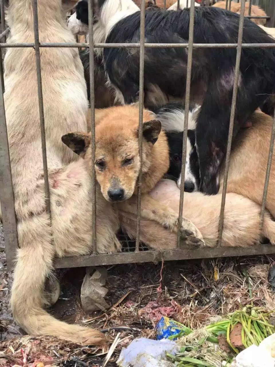 这些待宰的狗子曾经都是有主人的,它们能有什么坏心思呢?