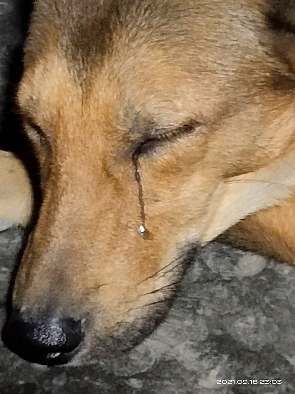 可怜的狗狗,因为主人去世太想念主人,默默流泪