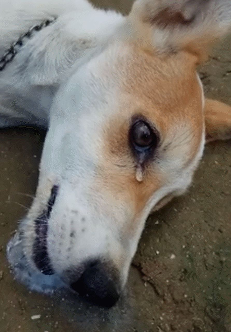 可怜的狗狗被小偷下了毒,躺在地痛苦的挣扎,口吐白沫,流下痛苦泪