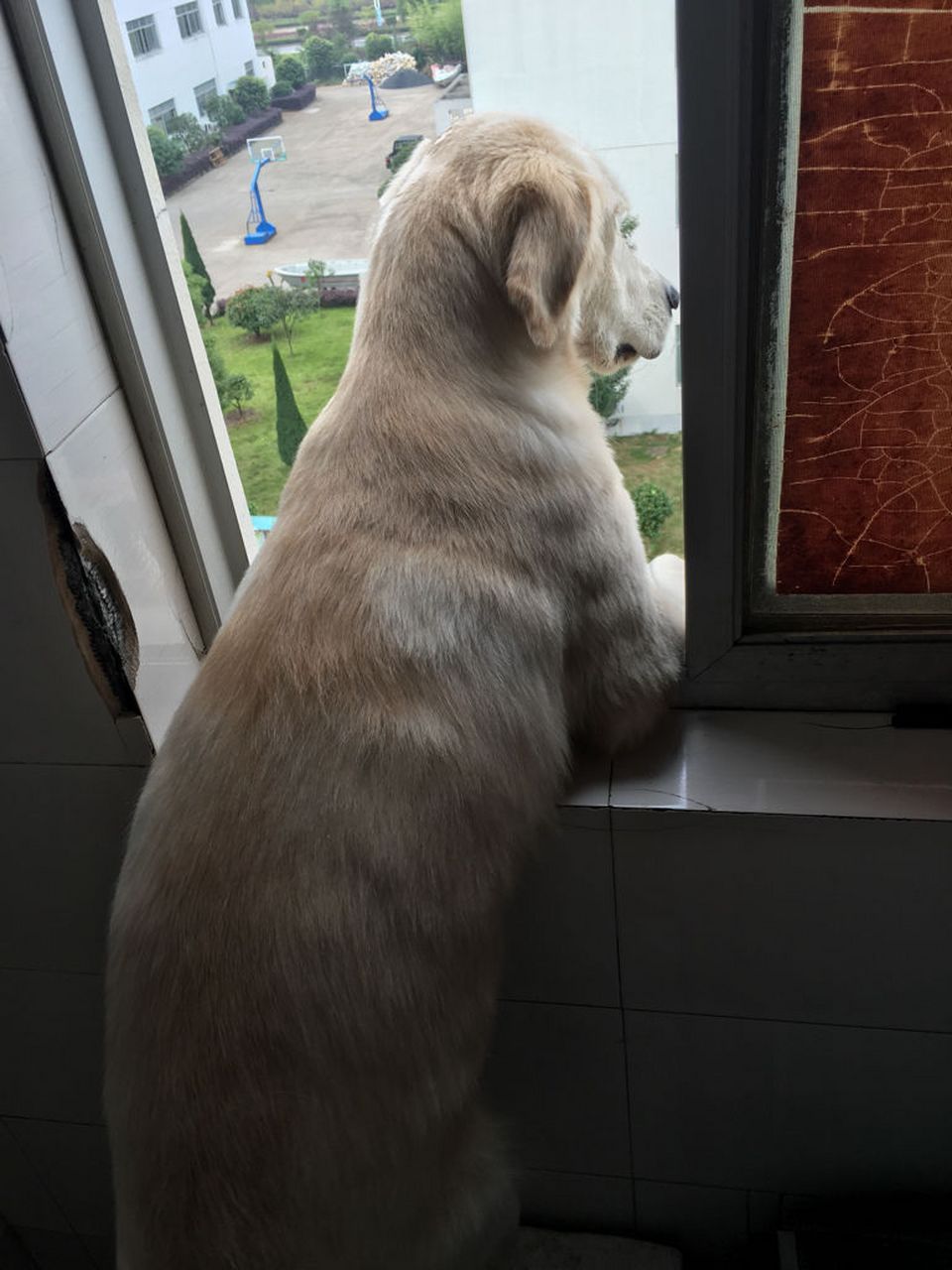 这只可爱的狗子每天都会趴在窗户等待上夜班的主人