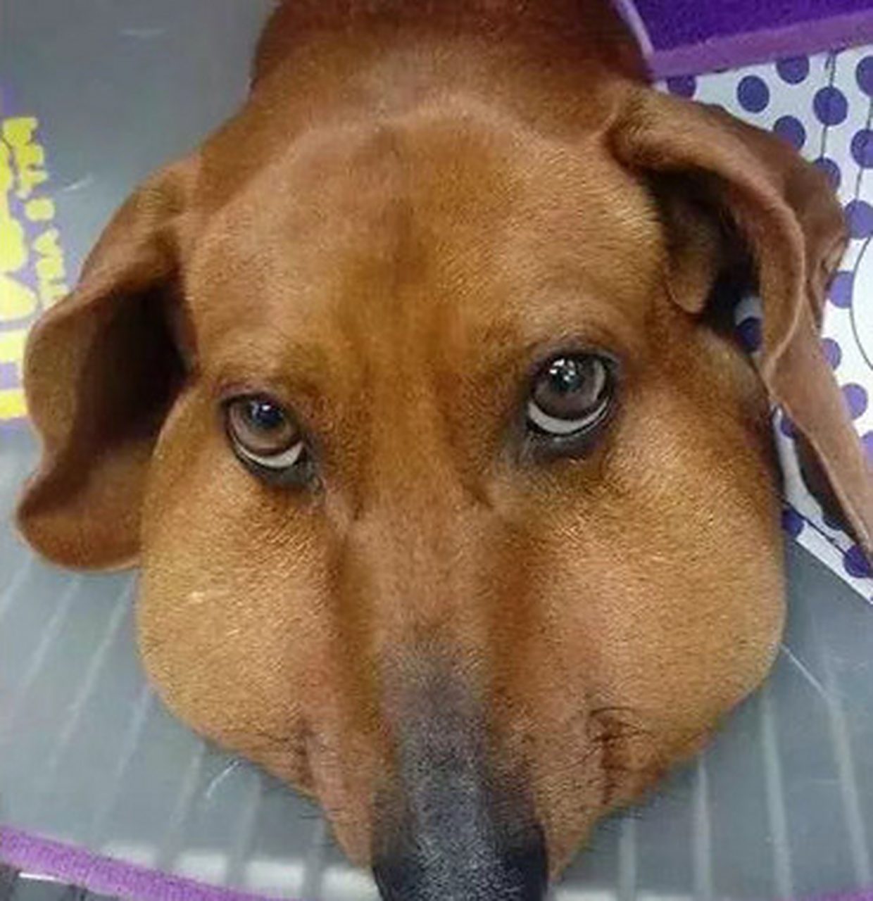 狗子被马蜂蛰了,成了这个造型.