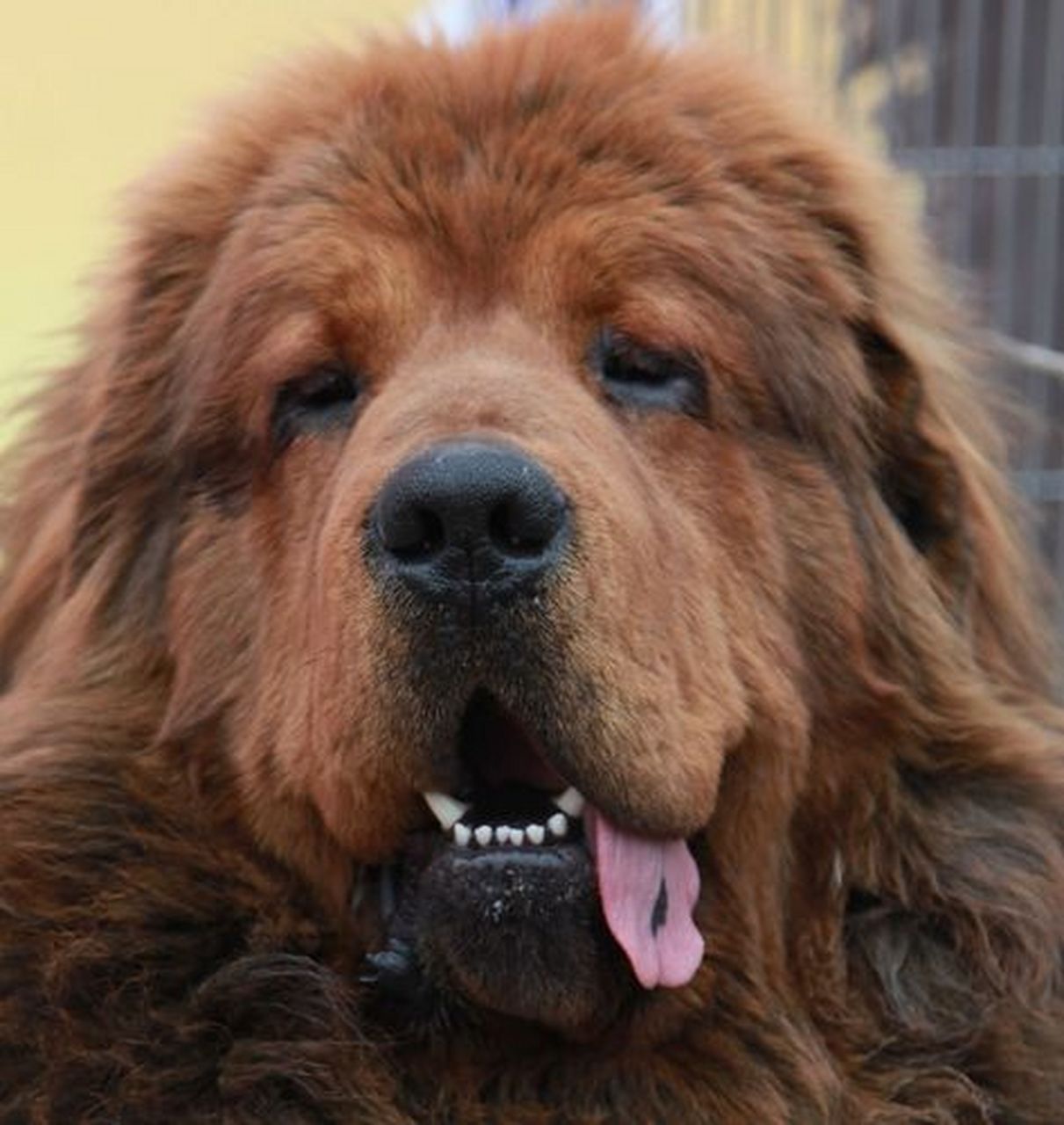 藏獒是狗中之王,凶猛勇敢健硕.但是藏獒生性敏感凶暴.不适合家庭养!