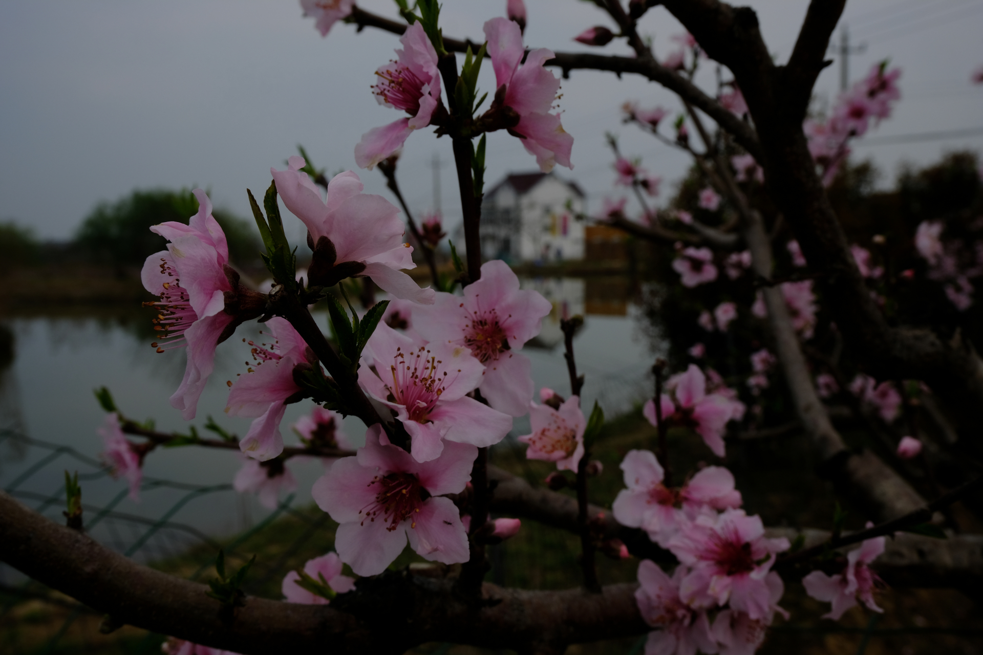 人间正醉桃花美,莫忘天庭待蟠桃——安徽马鞍山市当涂大青山桃花节.