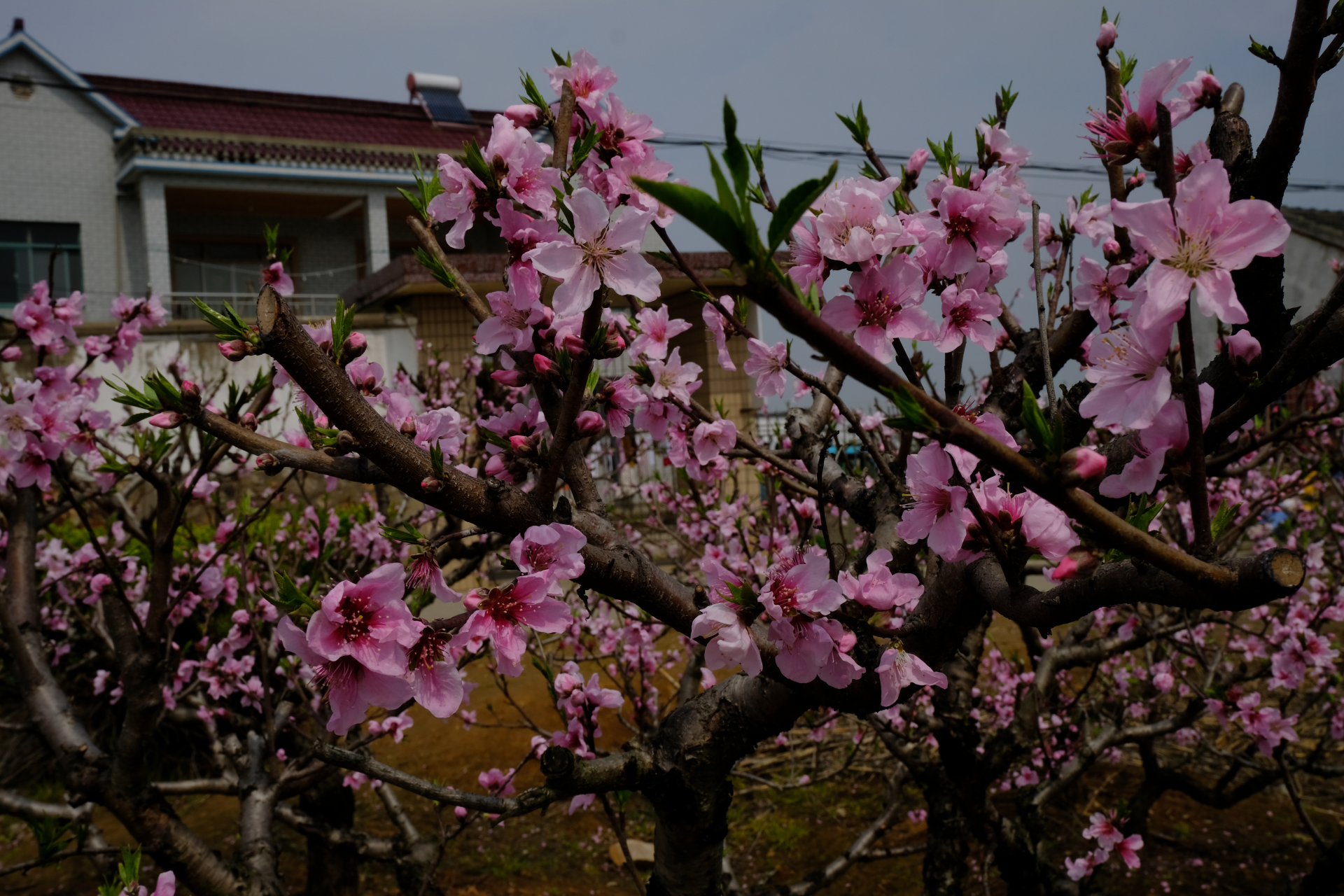 人间正醉桃花美,莫忘天庭待蟠桃——安徽马鞍山市当涂大青山桃花节.