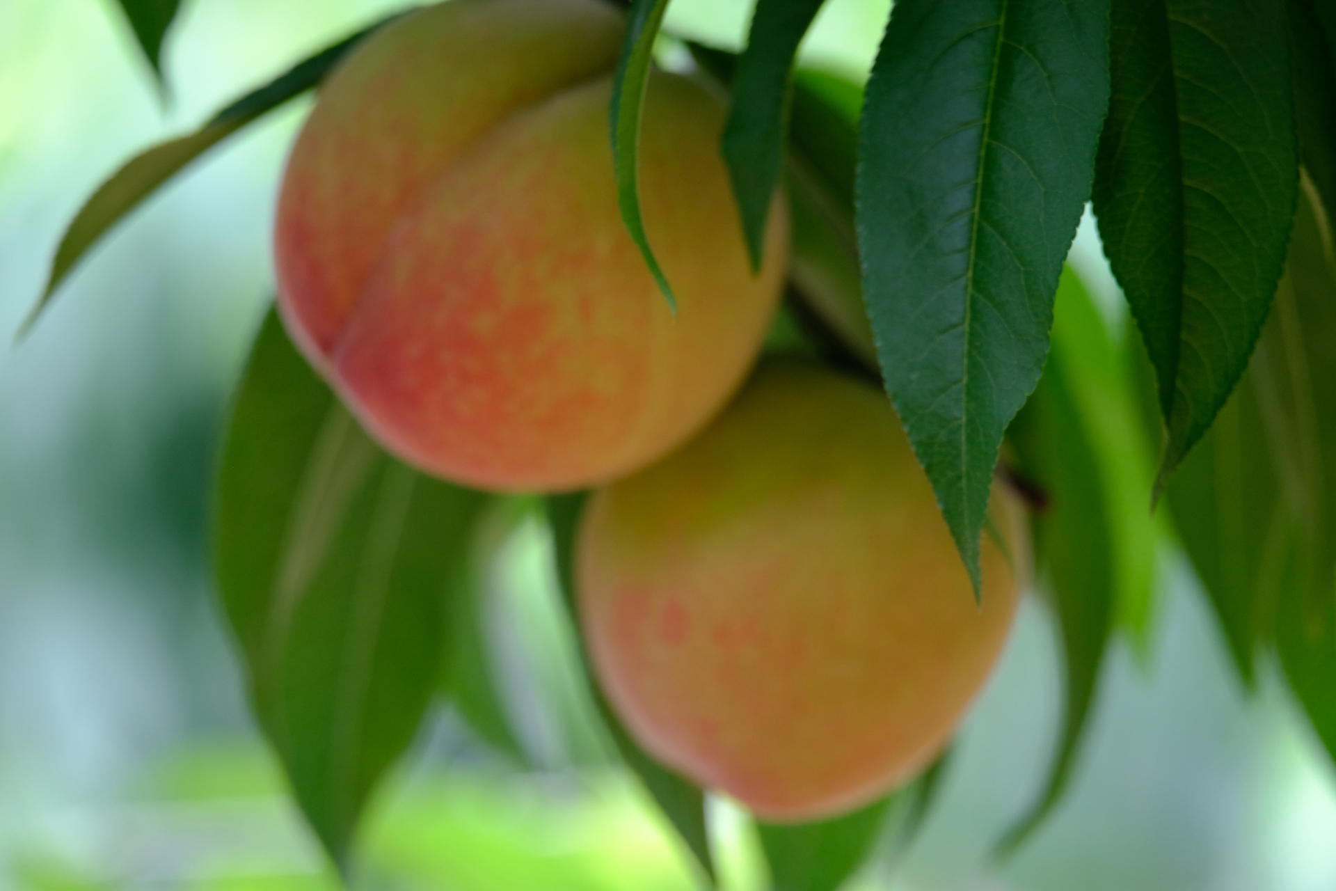 布谷鸟,又称大杜鹃,是一种具有鲜明特点的鸟类.