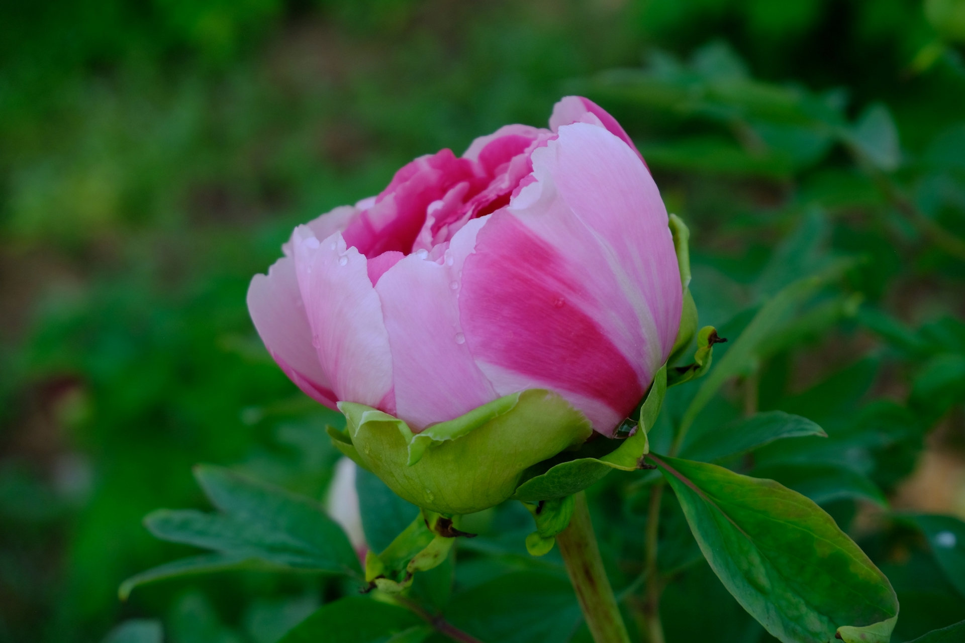清明,牡丹花——摄于安徽省马鞍山市彩石矶风景区