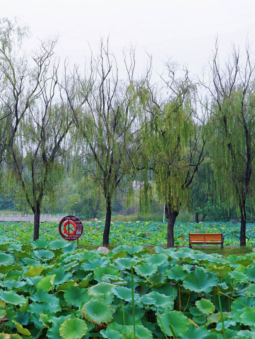 濮上园有什么景点图片