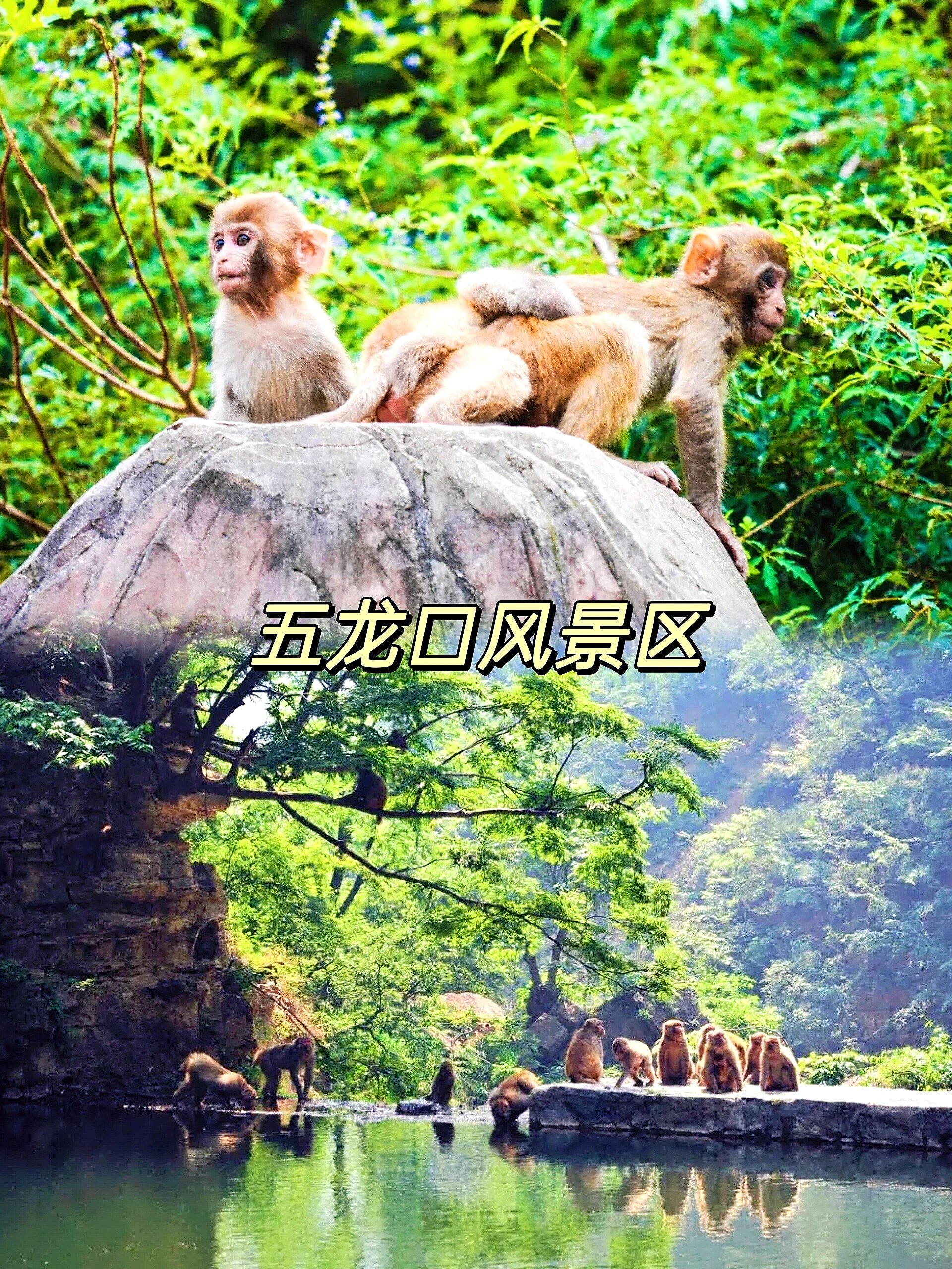 92  在中国的腹地,隐藏着一座充满神秘色彩的猴山——五龙口