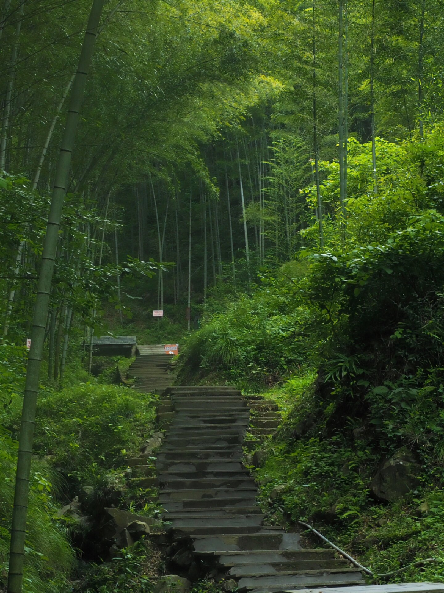 黄山木坑竹海景区照片图片