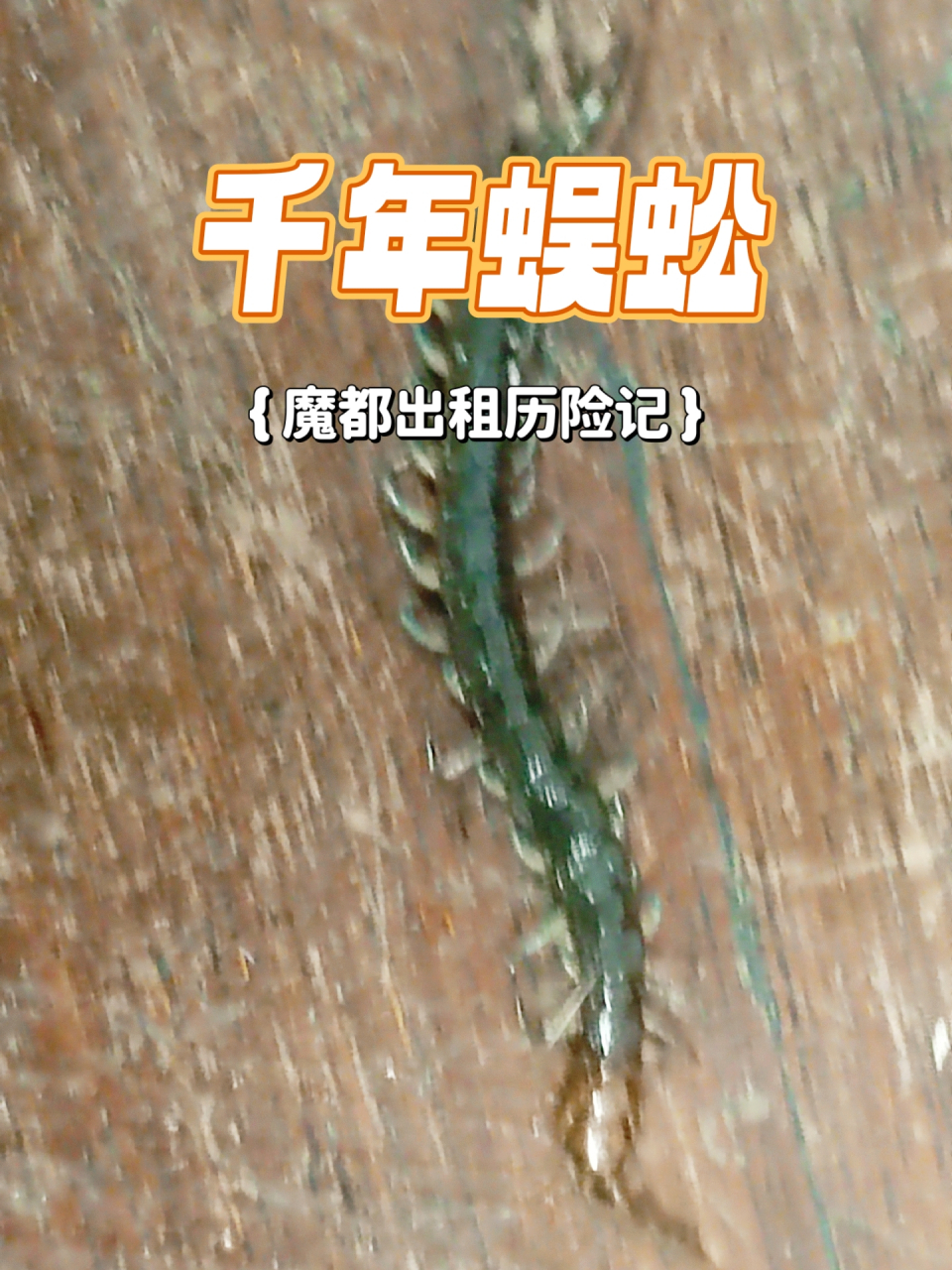 魔都出租屋惊现千年蜈蚣精,请问,它是否属于国家重点保护动物,应该