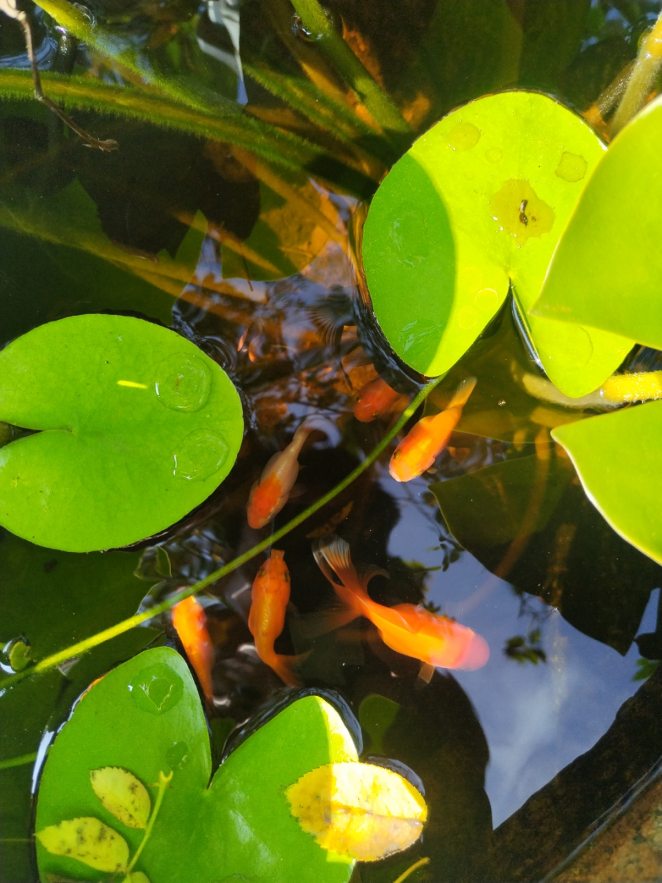 池塘边的夏天,绿叶成荫下,几尾金鱼悠然自得.