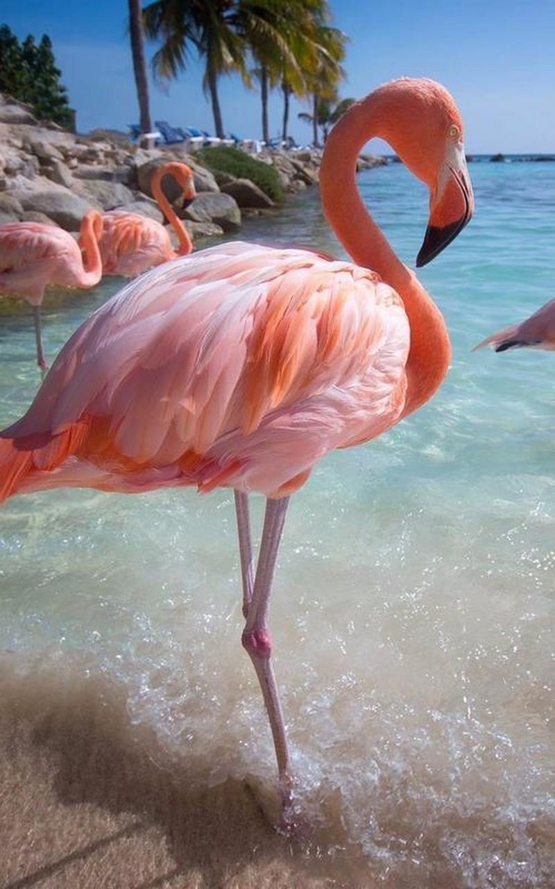 火烈鸟寓意是:自由洒脱,优雅美丽,青春活力.