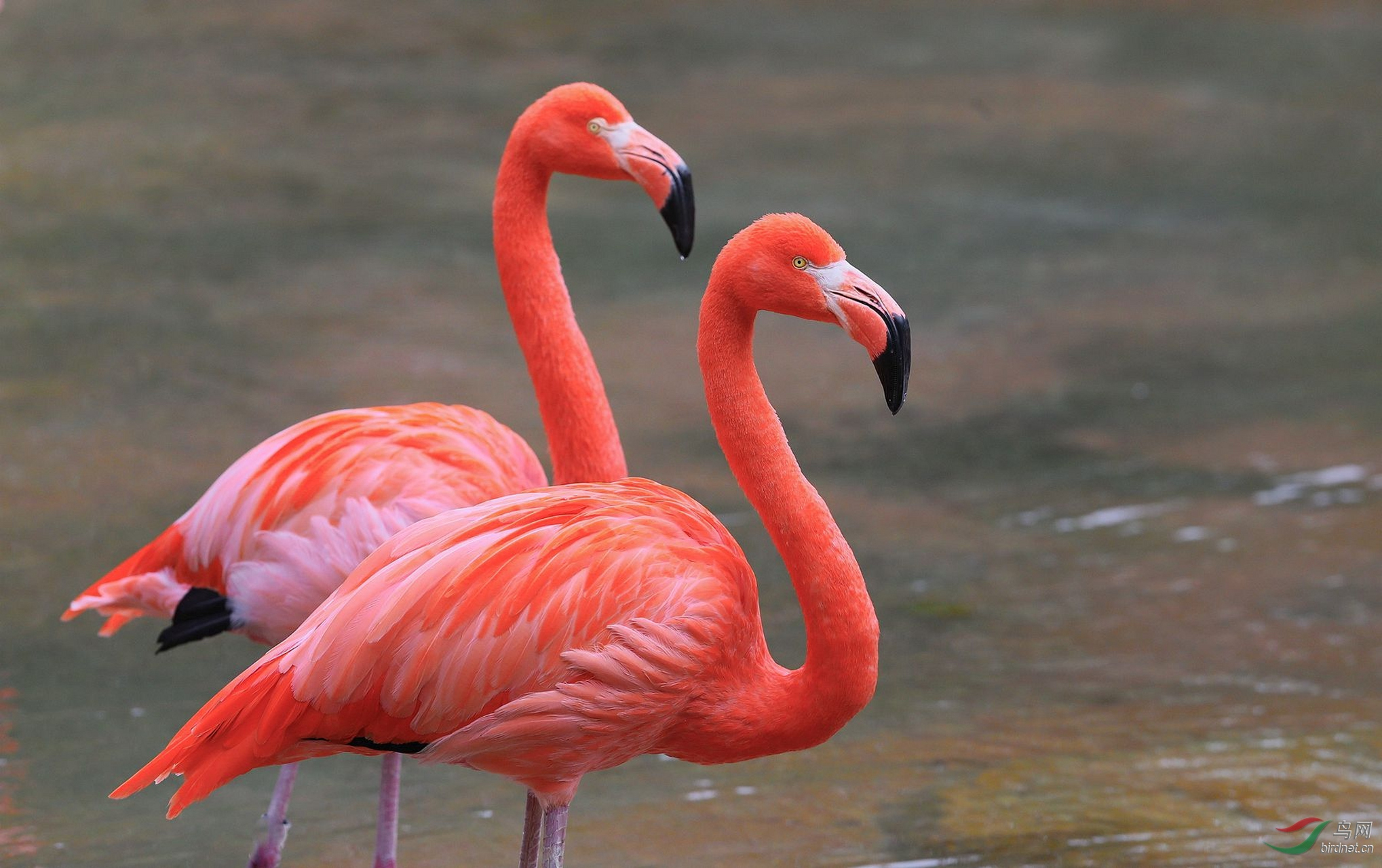 火烈鸟寓意是:自由洒脱,优雅美丽,青春活力.