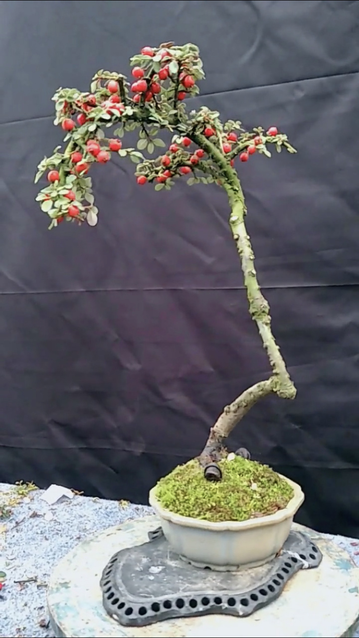 静说盆景# 亭亭玉立荀子盆景欣赏,优雅秀美!