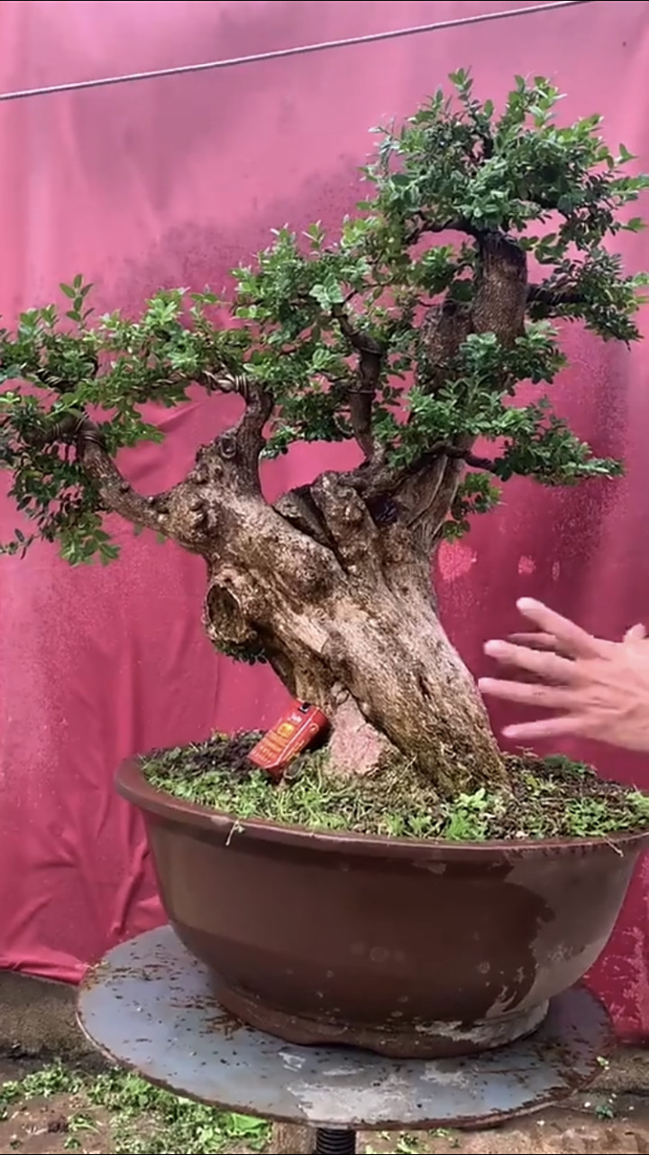 静说盆景# 极品舍利干珍珠黄杨老桩,百年树龄,难得一见