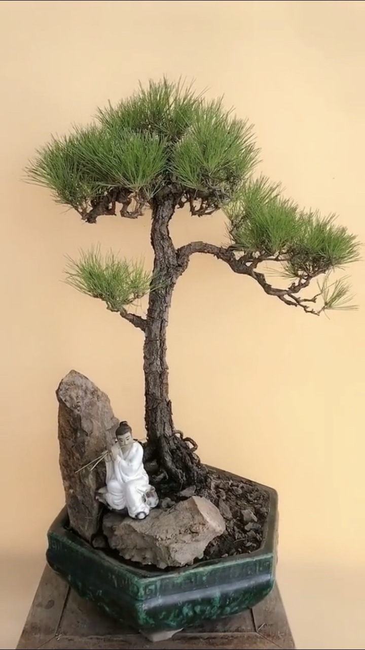 静说盆景# 黄山松小品盆景欣赏,端庄优雅!