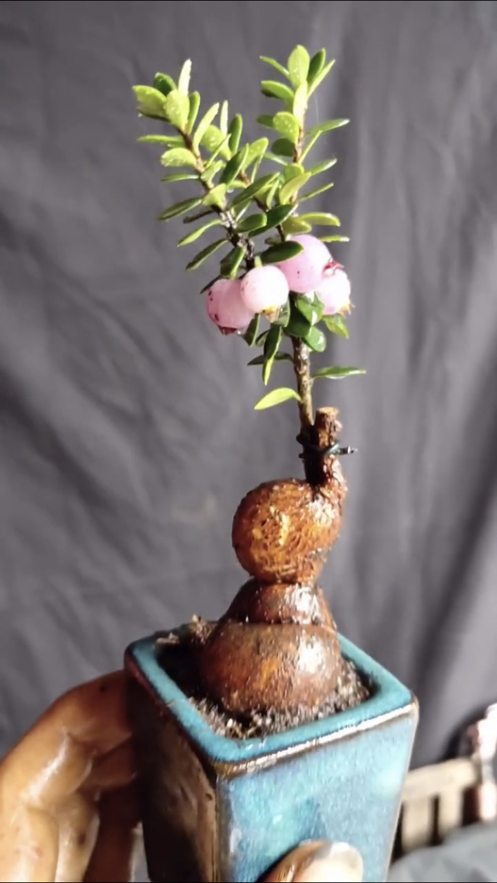 静说盆景# 山采奇特五翅莓小盆景,紫色果实,晶莹剔透!