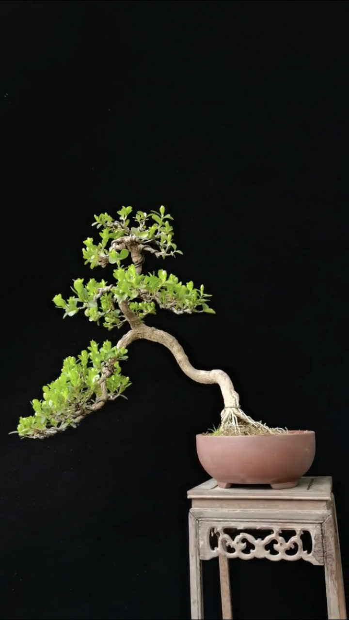 静说盆景# 盆景四大家之黄杨盆景,气质清新自然,雅致飘逸