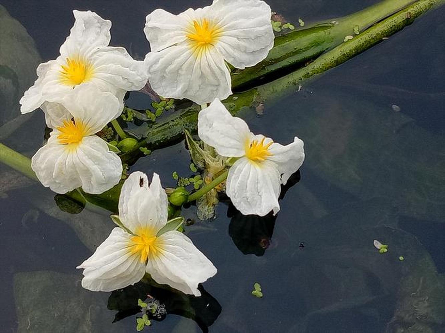 水性杨花,指的是海菜花,泸沽湖当地人称之为海藻花,是我国特有的一种
