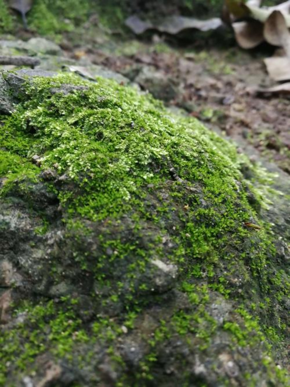 "苔花如米小,也学牡丹开"出自清代袁枚的《苔》